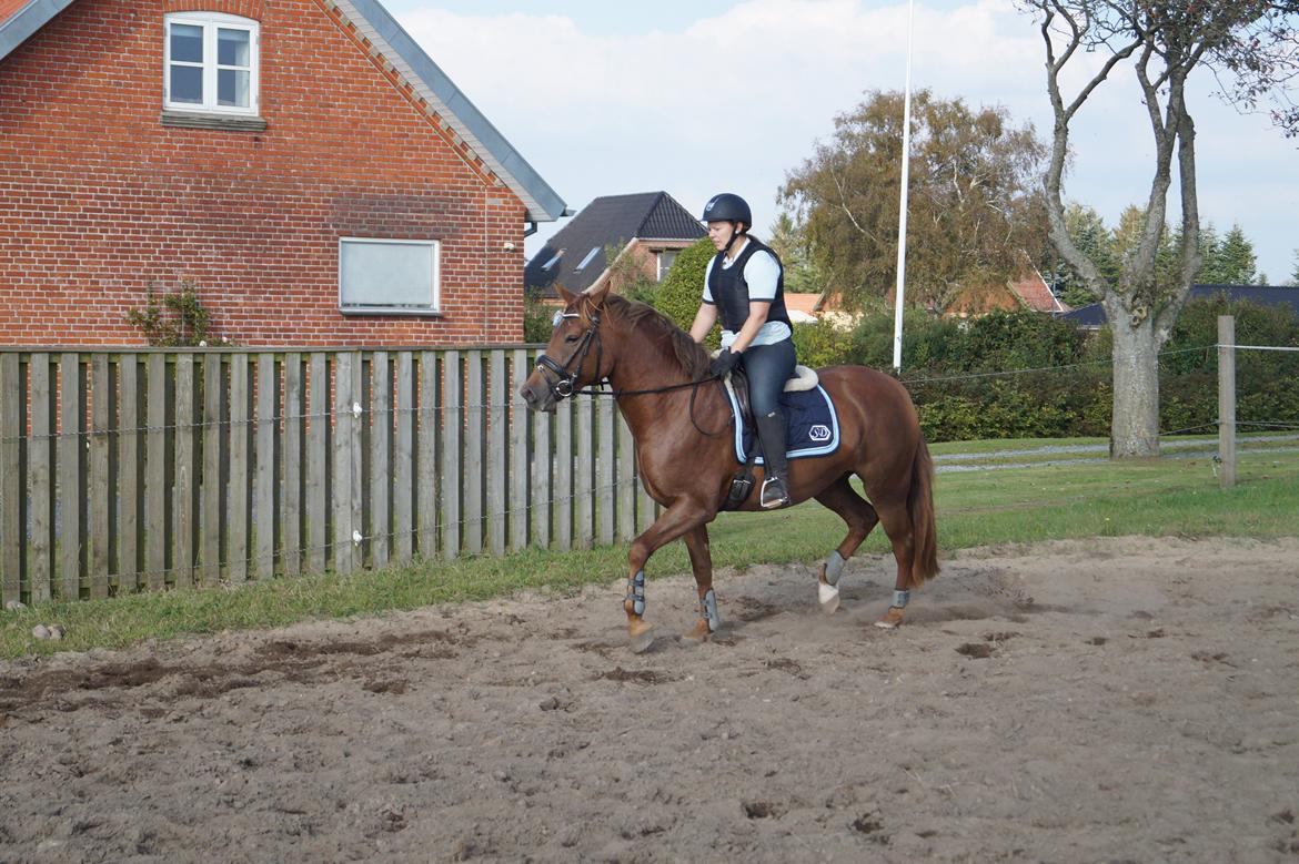 Anden særlig race Lillefix Ever uniqe solgt  billede 13