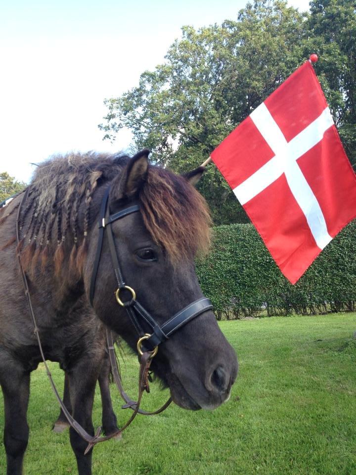 Islænder Ræna Fra Granhøjgård billede 17
