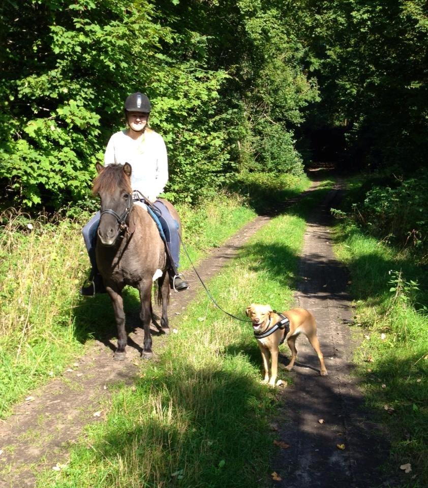 Islænder Ræna Fra Granhøjgård billede 8