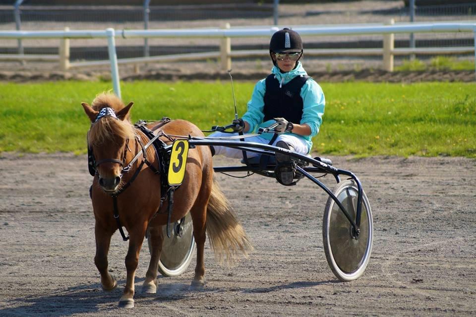 Shetlænder Lukas *Låner* - Før løb - Foto: Kristine Krieger billede 5