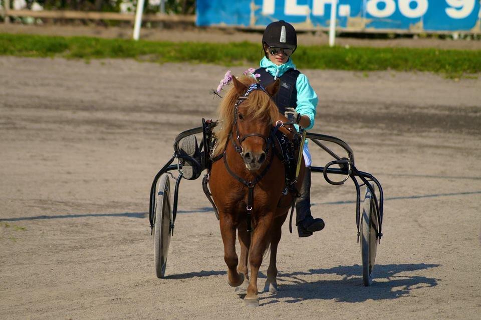 Shetlænder Lukas *Låner* - Tilbage fra løb - Foto: Kristine Krieger billede 9