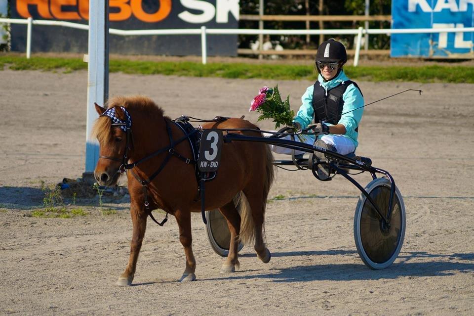 Shetlænder Lukas *Låner* - Vandt to ud af to løb <3 billede 11