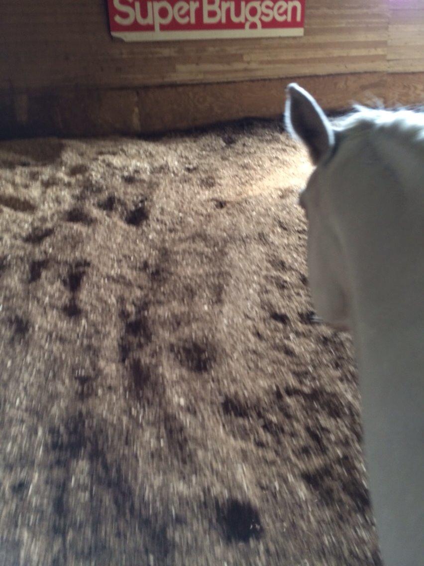 Knabstrupper Bøgelyens Dusty [tidligere hest] billede 9