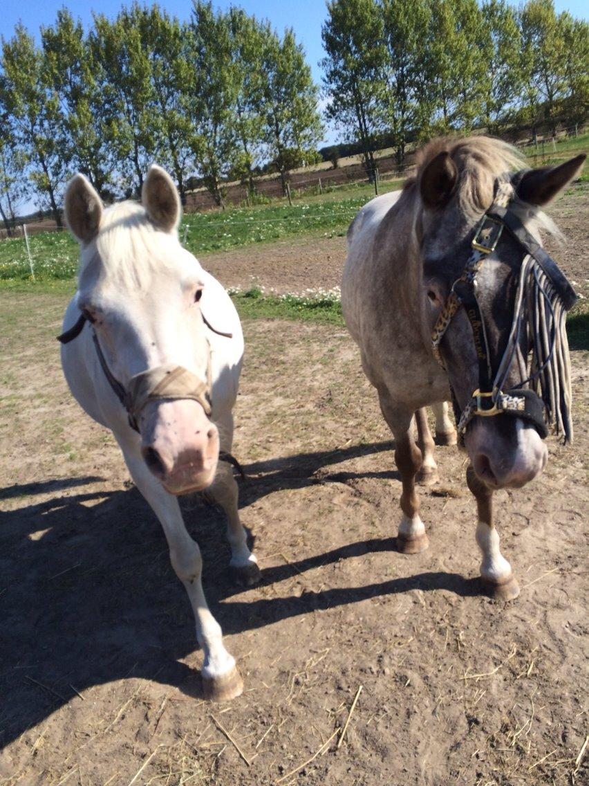 Knabstrupper Bøgelyens Dusty [tidligere hest] billede 6