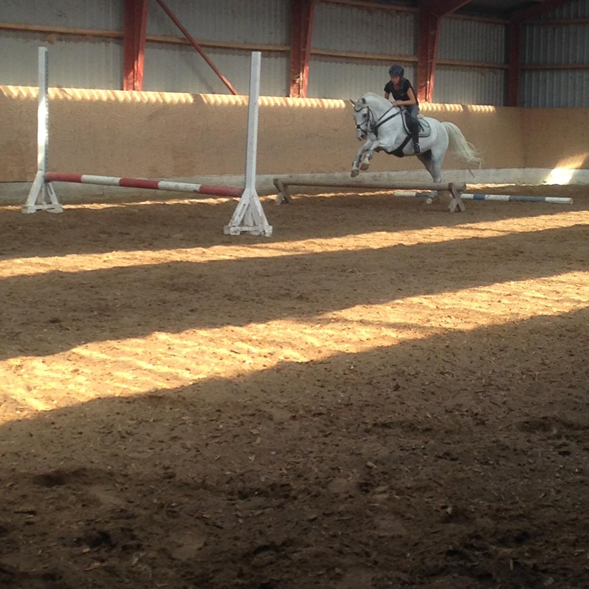 Welsh Pony (sec B) Bjerregårds bravour billede 7