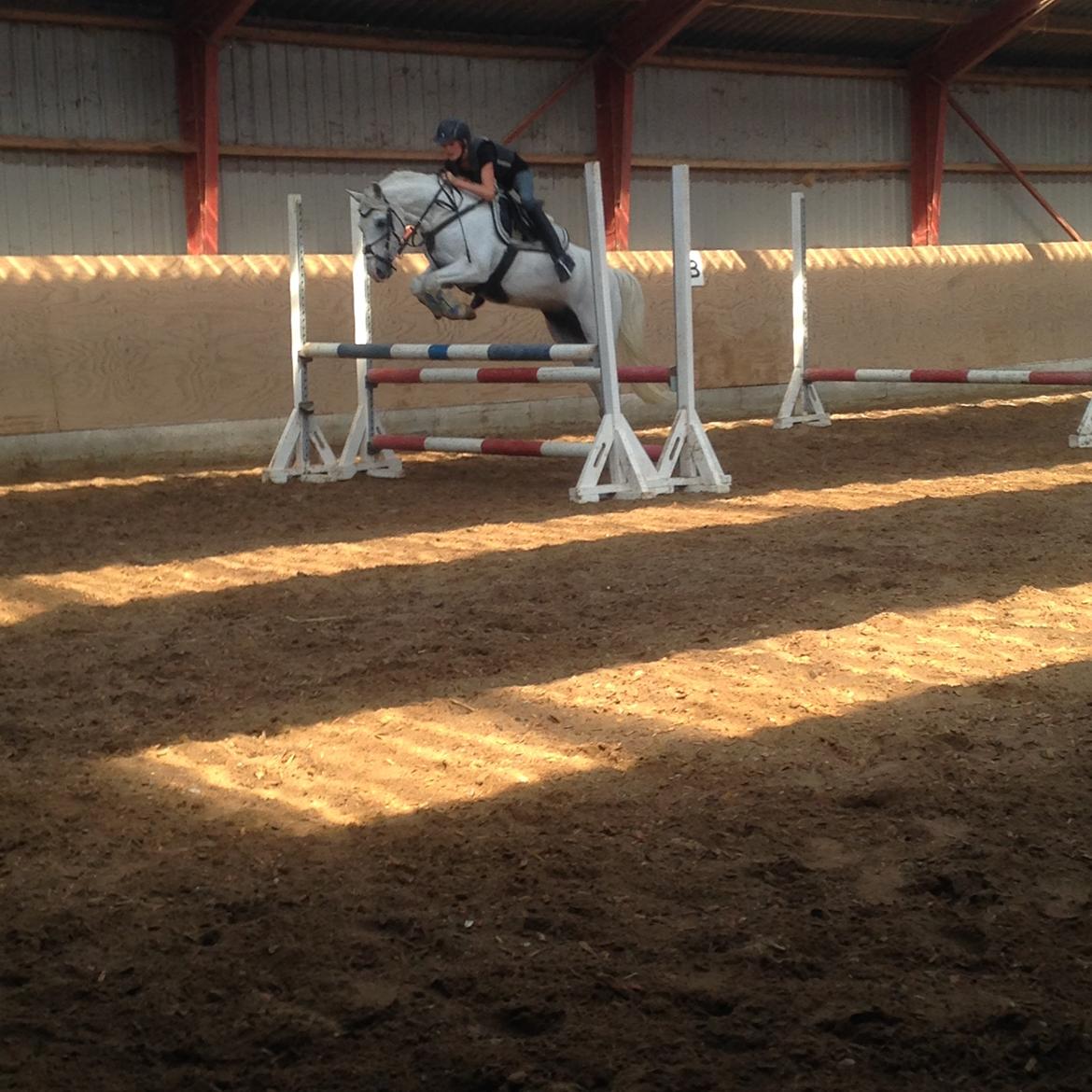 Welsh Pony (sec B) Bjerregårds bravour billede 8