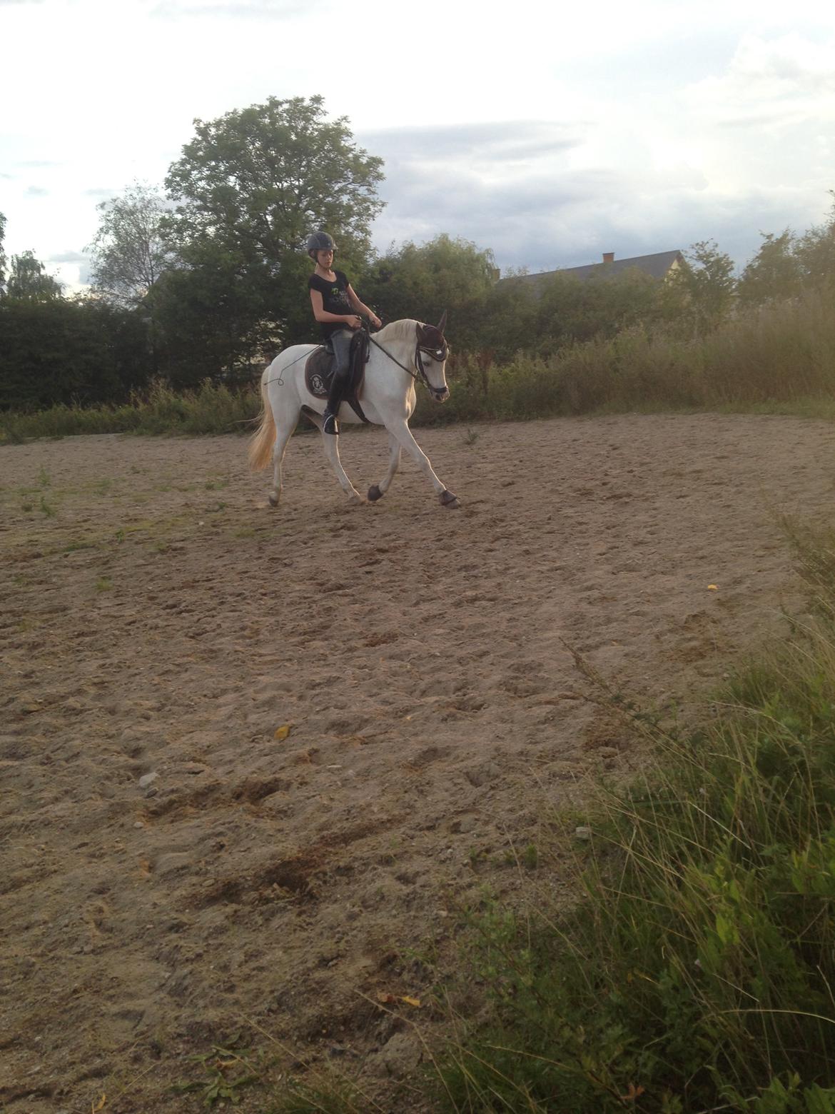 Welsh Pony (sec B) Bjerregårds bravour billede 9