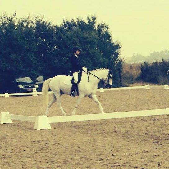 Welsh Pony (sec B) Bjerregårds bravour billede 11