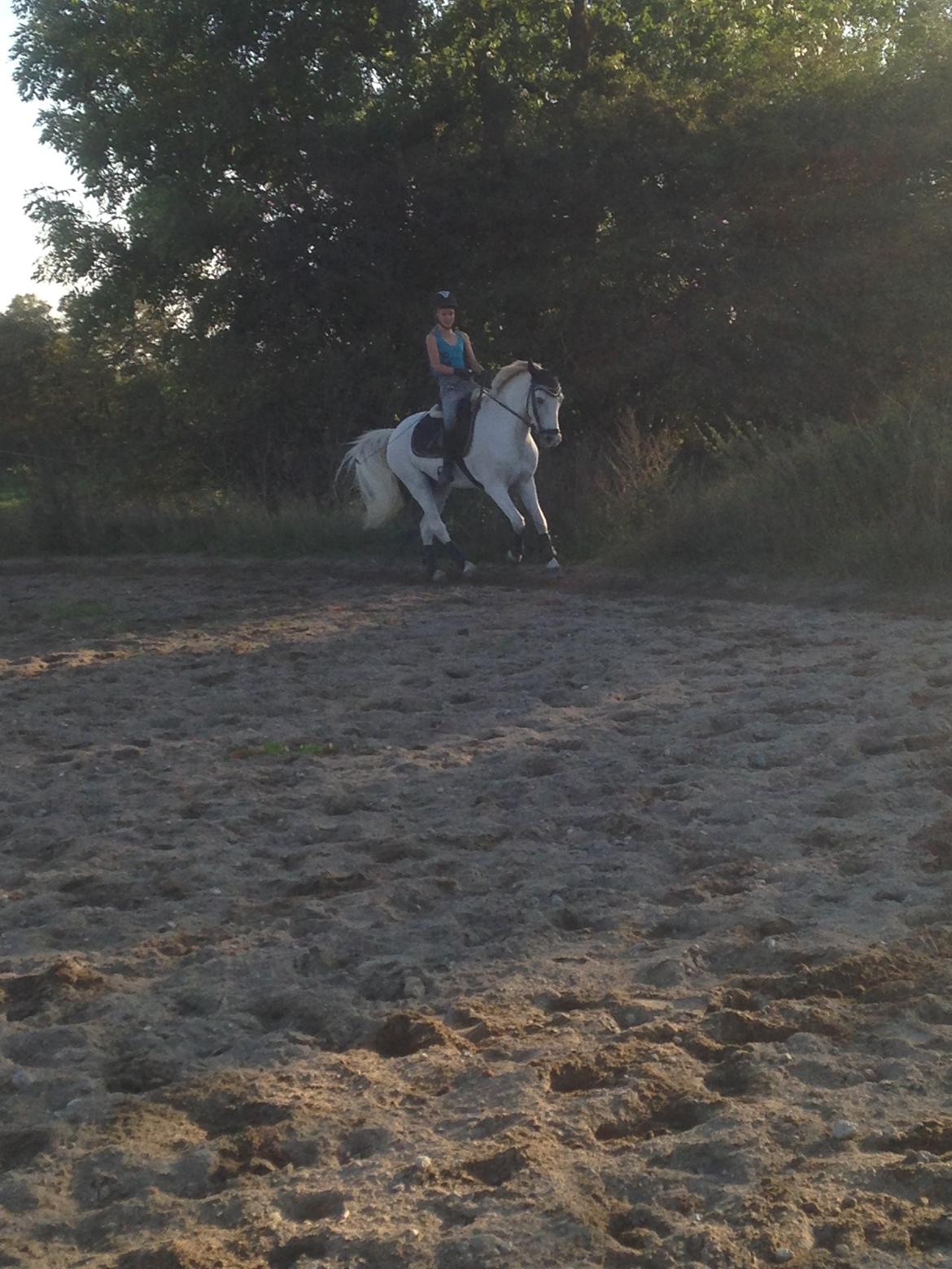 Welsh Pony (sec B) Bjerregårds bravour billede 13