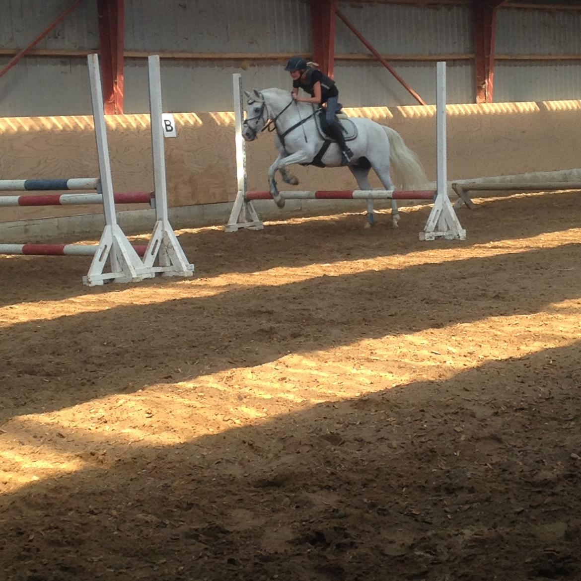 Welsh Pony (sec B) Bjerregårds bravour billede 15