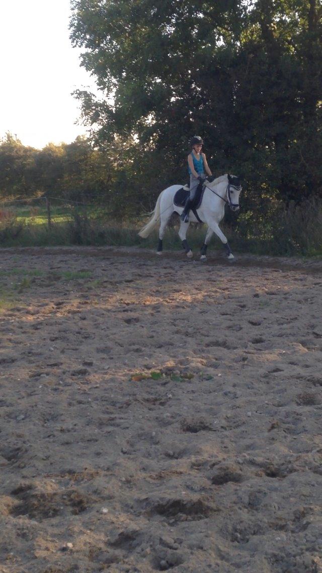 Welsh Pony (sec B) Bjerregårds bravour billede 17