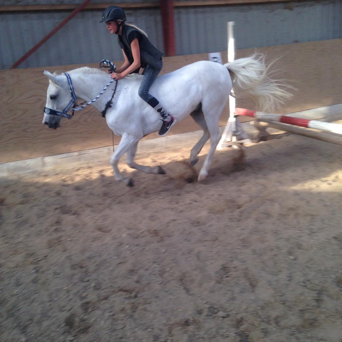 Welsh Pony (sec B) Bjerregårds bravour billede 18