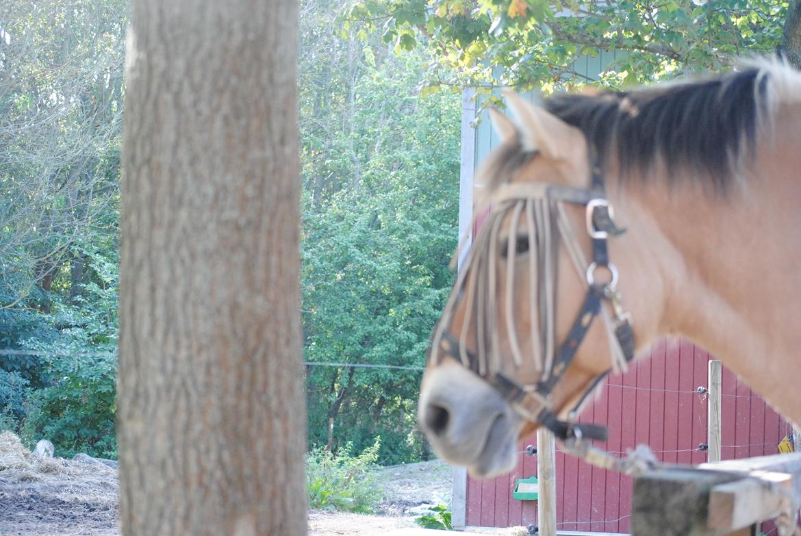 Anden særlig race Tyson billede 9