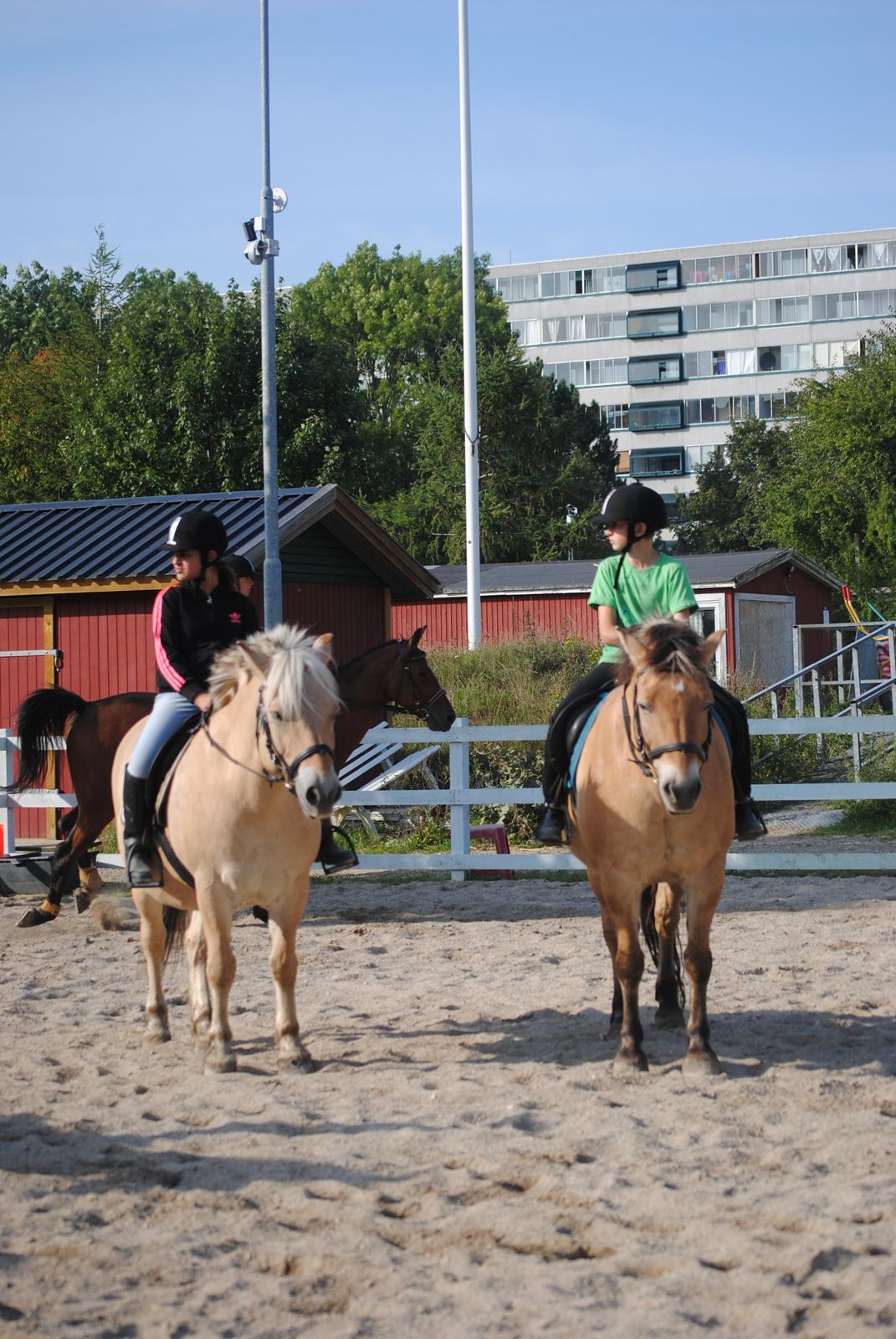 Anden særlig race Tyson billede 3