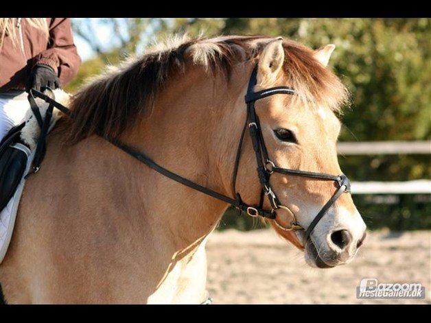 Anden særlig race Tyson billede 12