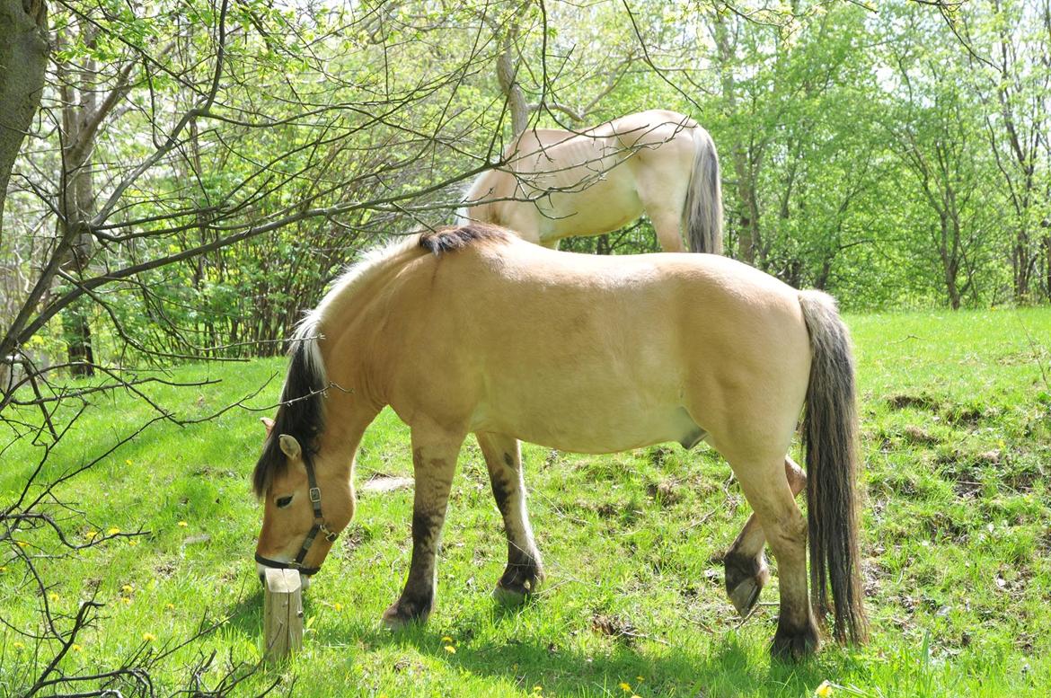 Anden særlig race Tyson billede 15