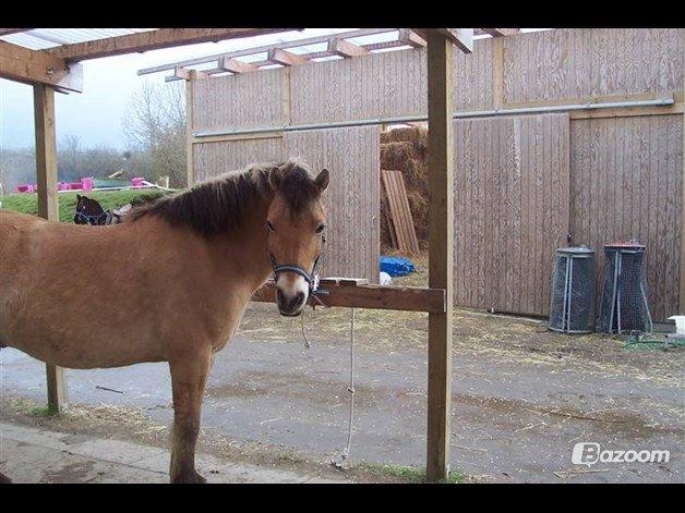 Anden særlig race Tyson billede 19