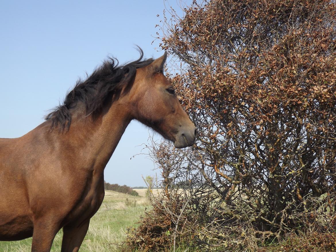 Dartmoor Nørregården´s Artemis - aldrig været mere lækker!  billede 1