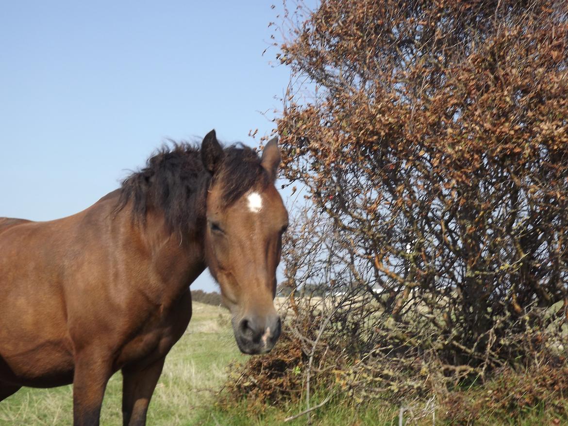 Dartmoor Nørregården´s Artemis - jaaaa jeg kan godt se glad ud.. billede 2