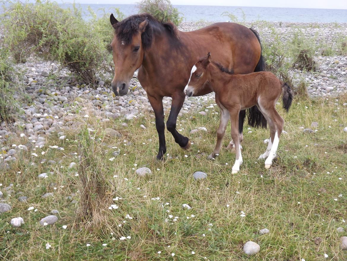 Dartmoor Nørregården´s Artemis - artemis med niza billede 3