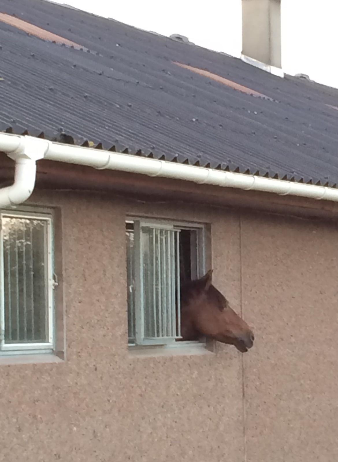 DSP Zatarra SPH197 *B-PONY* - Zallos nyder solen, ud af sit vindue.. billede 2