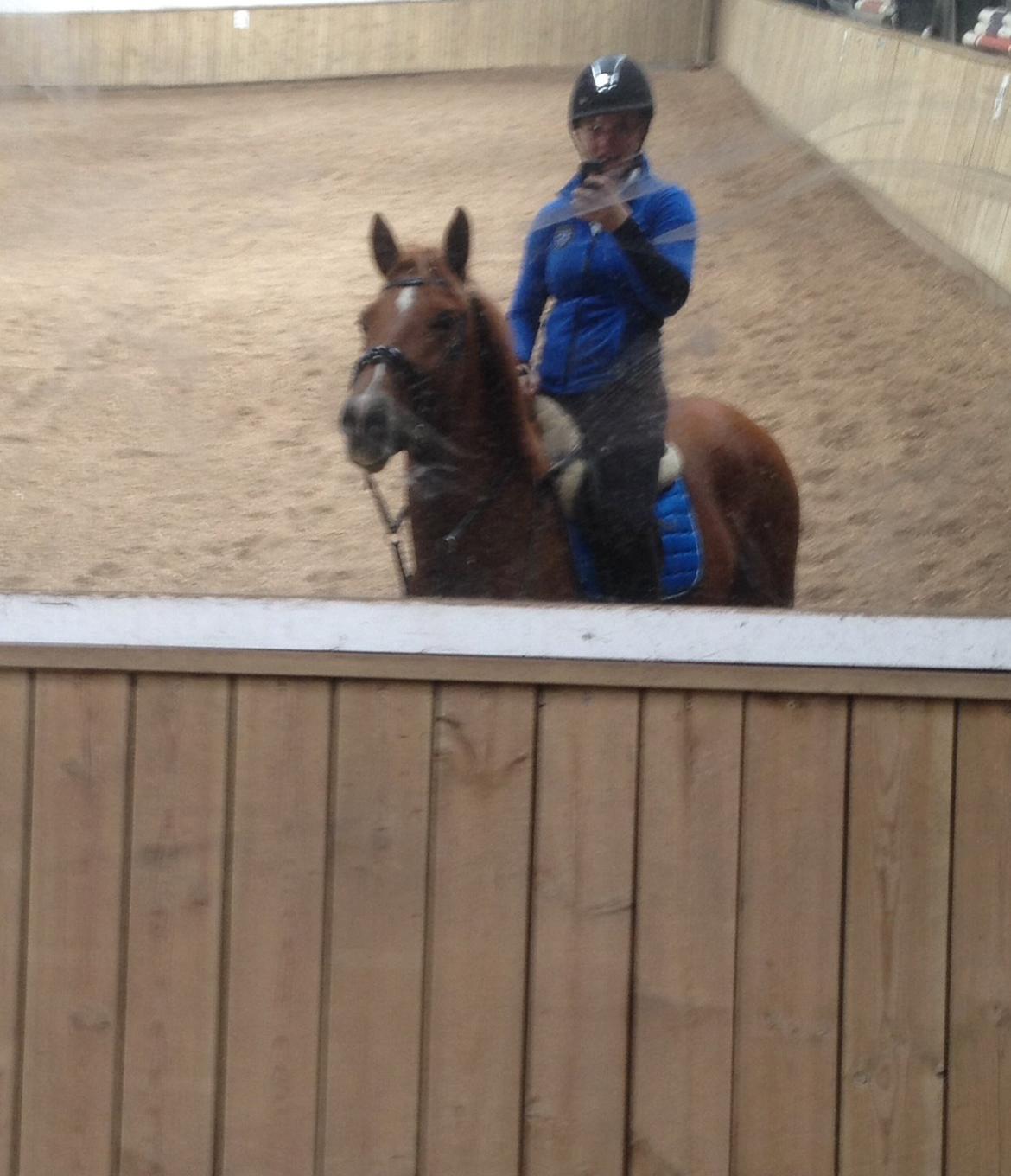 Anden særlig race Lundgaard's Tullamore billede 8