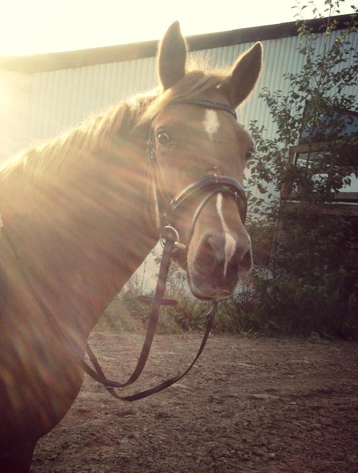 Anden særlig race Lundgaard's Tullamore - Tullamore <3 billede 4