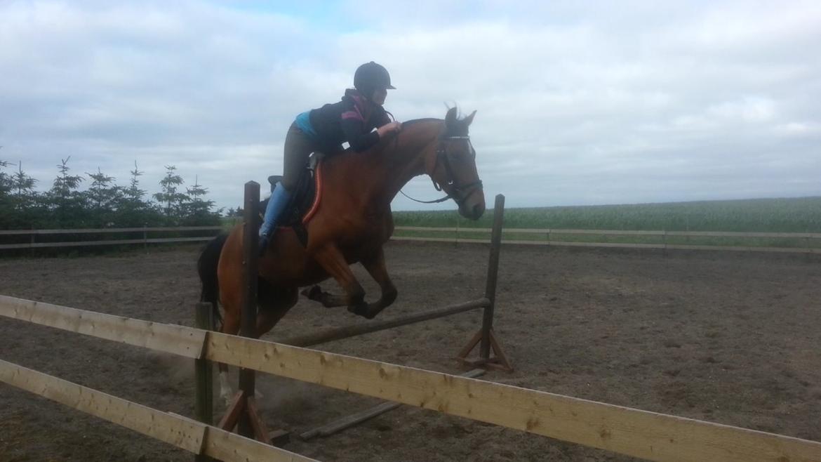 Trakehner Diamonds Coco <3 billede 20