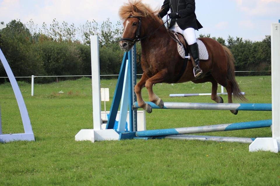 Islænder kappi billede 4