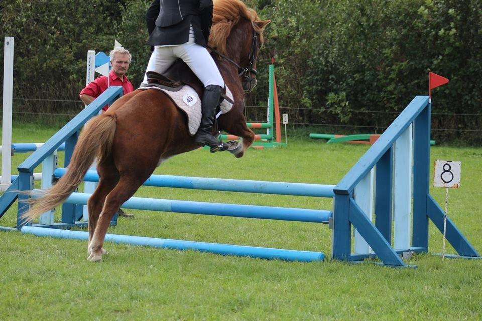 Islænder kappi billede 3