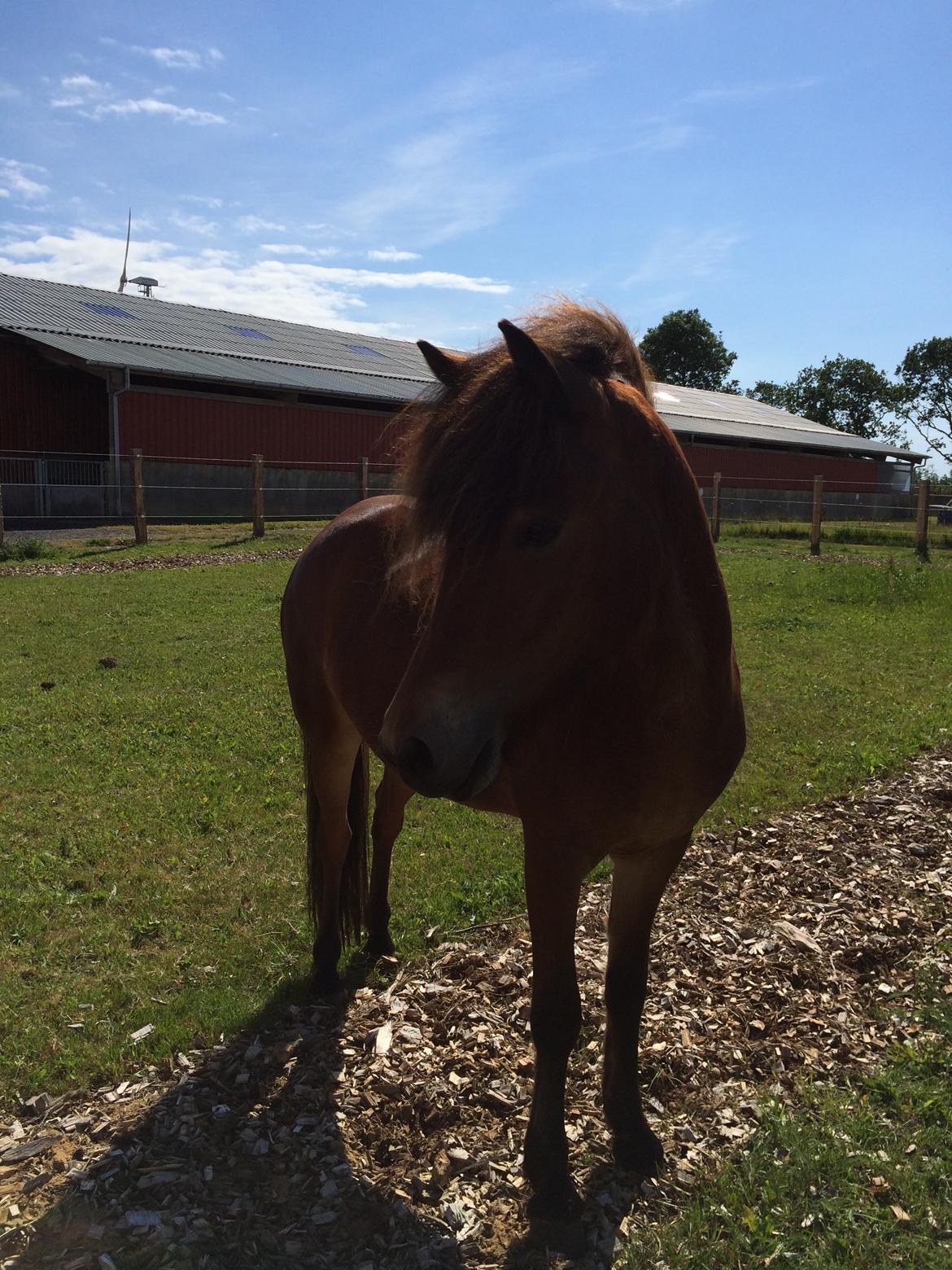 Islænder Selina billede 1