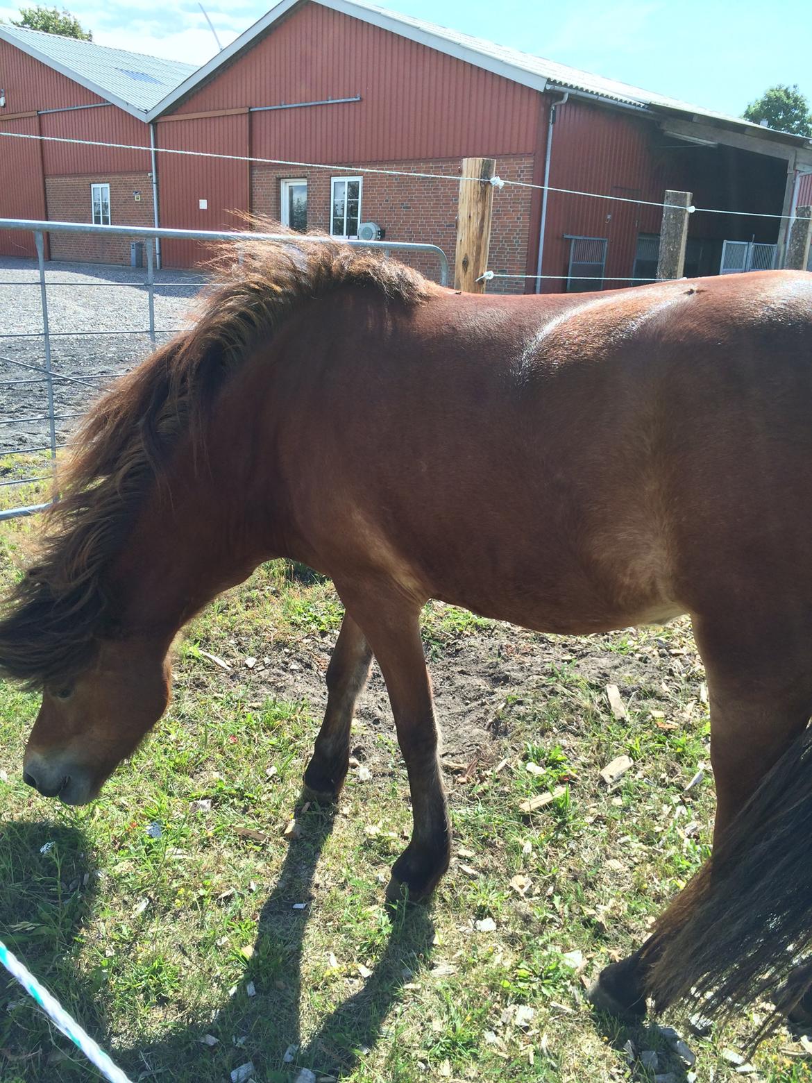 Islænder Selina billede 3