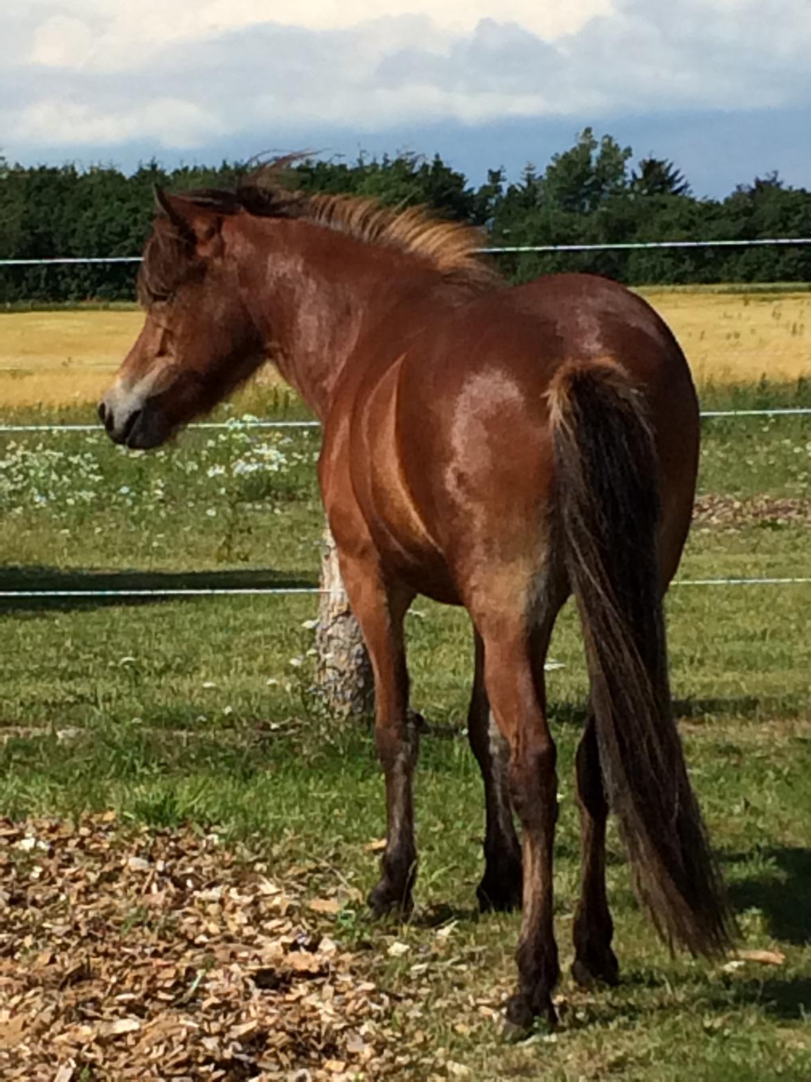 Islænder Selina billede 2