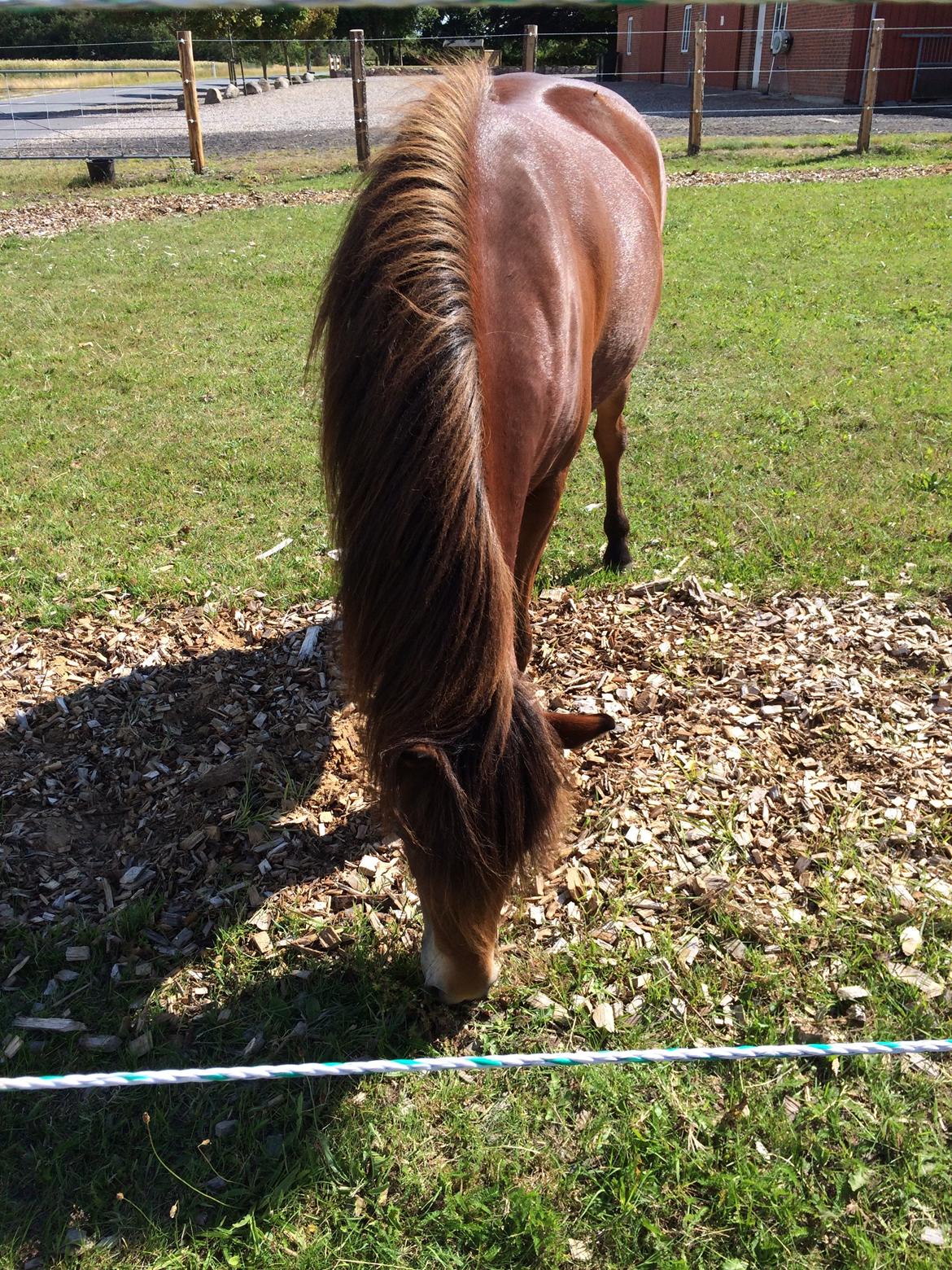 Islænder Selina billede 4