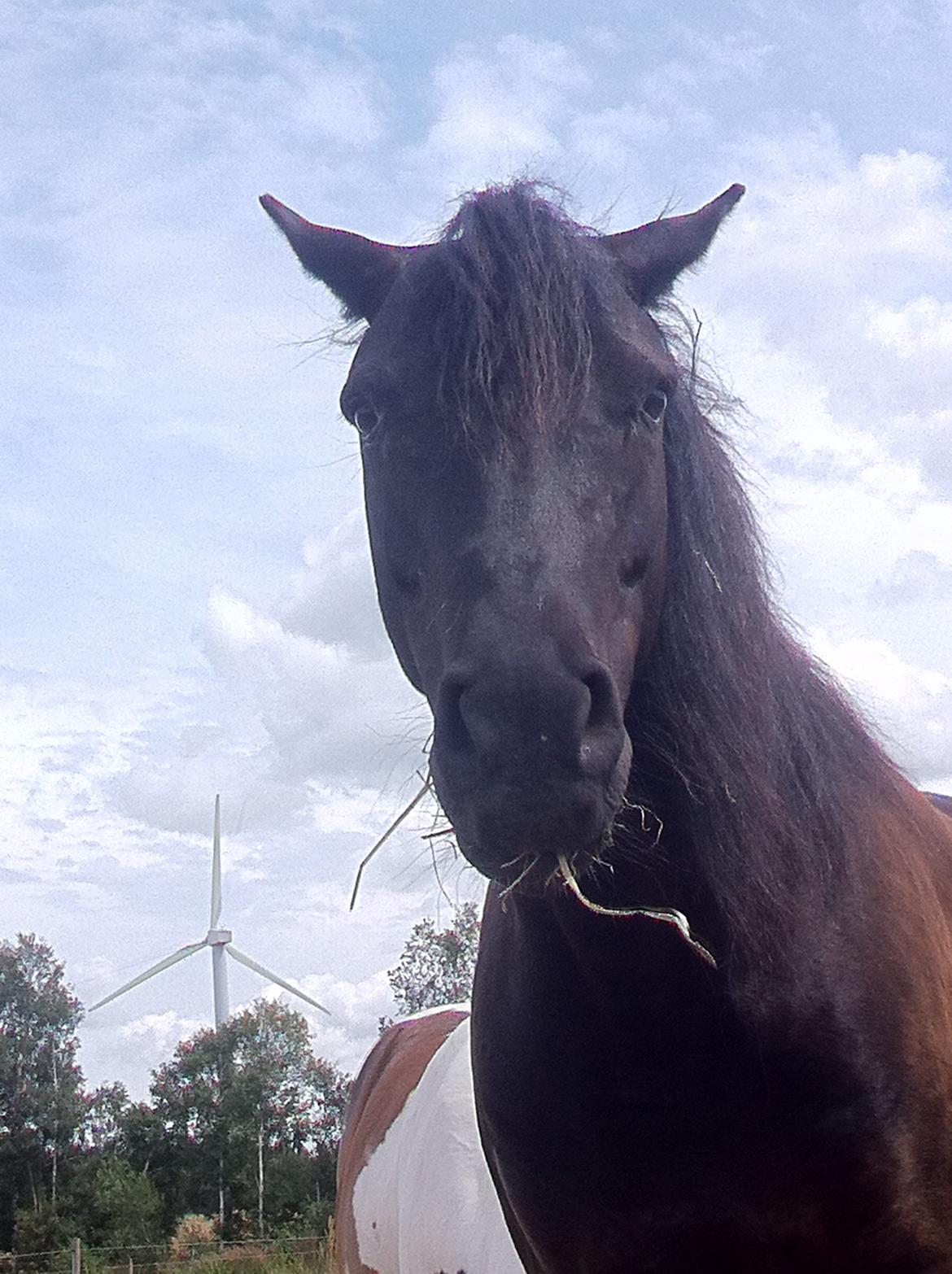 New Forest Bjernagergårdens Tartanos  billede 14