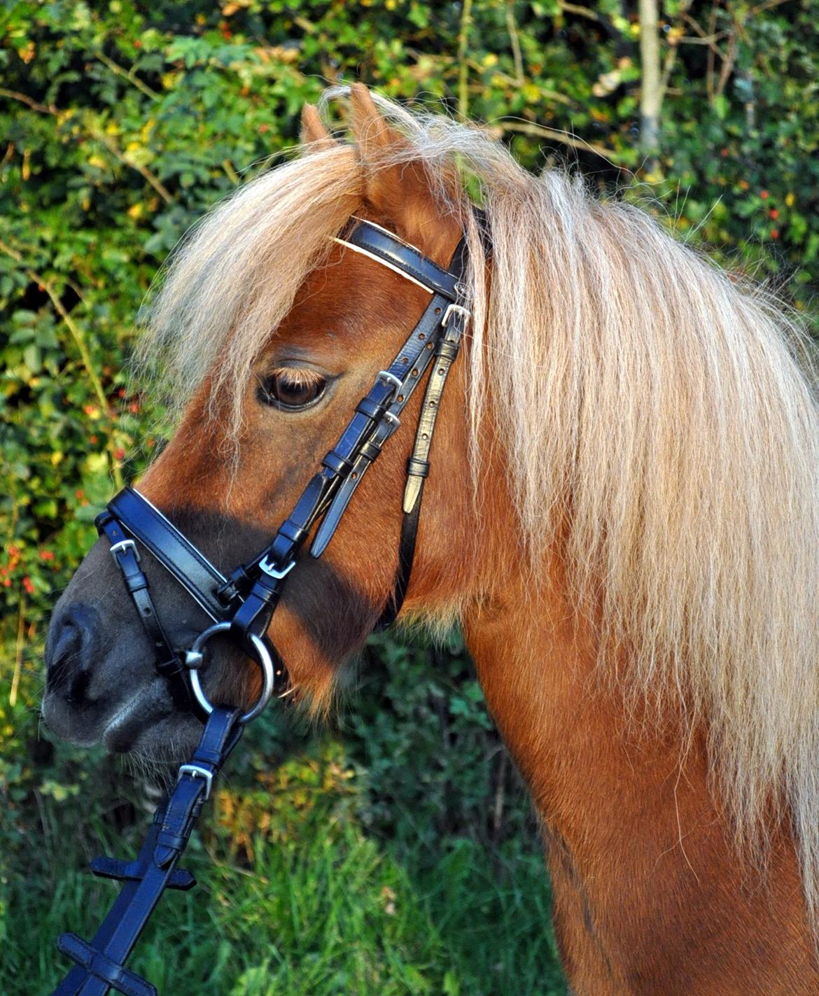 Shetlænder Højager's Raia billede 4