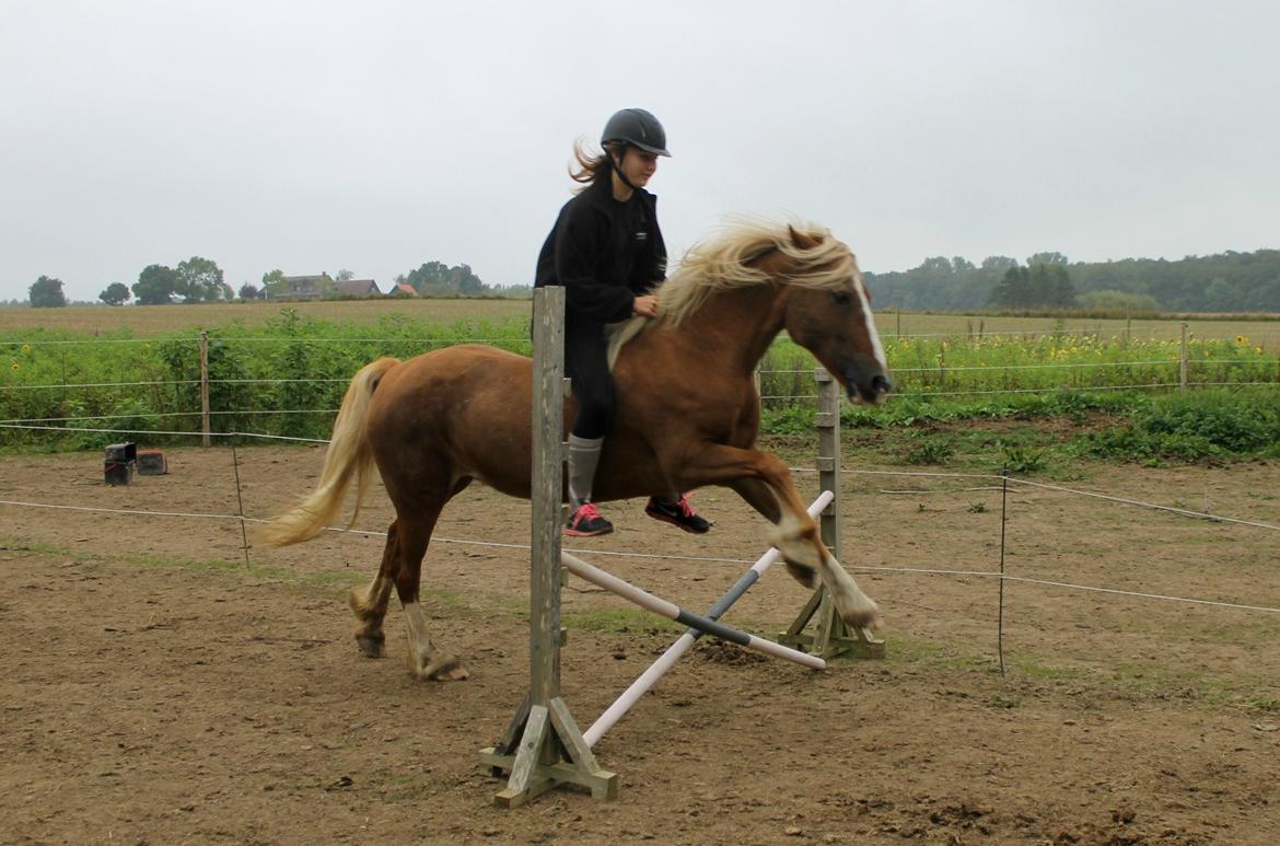 Welsh Cob (sec D) | Glanvyrnwy Olwena - Spring uden udstyr. ♥ September 2014. billede 9