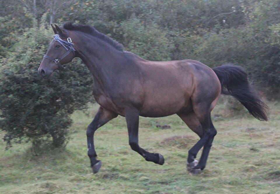 Hannoveraner Lennox 6 billede 4