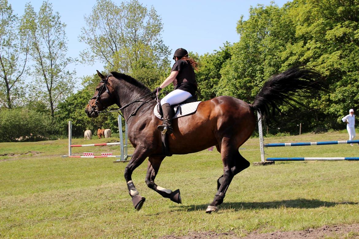 Hannoveraner Lennox 6 billede 15