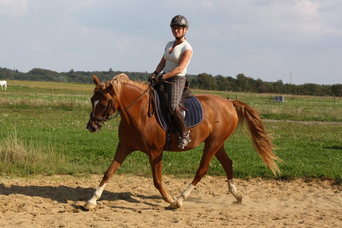 Arabisk fuldblod (OX) Zahrah Hamrah El Azraff billede 1