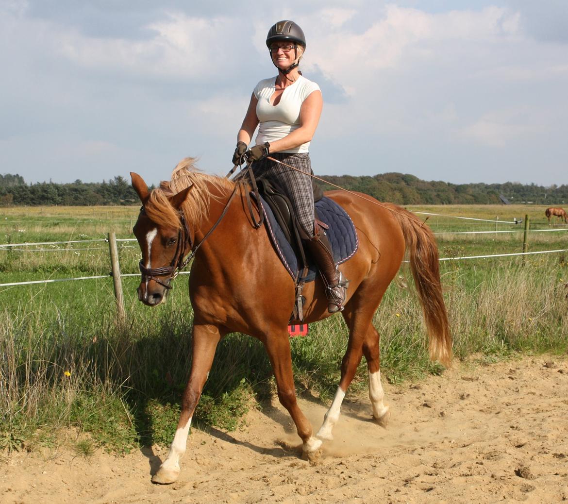 Arabisk fuldblod (OX) Zahrah Hamrah El Azraff billede 3