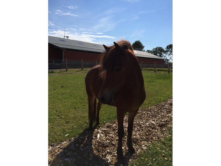 {{currentPhoto.altText}} billede {{currentPhoto.number}}