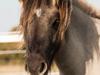 Shetlænder Østergårdens Combardo ''Pony'' [Tidl. hest]