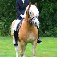 Haflinger Waldy