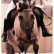 Konik Polski Sølvmosegårds Gråmand (Lille grå)