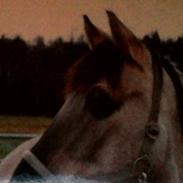 Konik Polski Sølvmosegårds Gråmand (Lille grå)