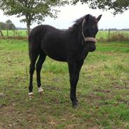 Welsh Pony af Cob-type (sec C) ChaTho´s Zilhouette