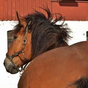 Belgier Albert af Vollerupgård (solgt)