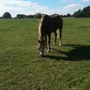 Anden særlig race junior
