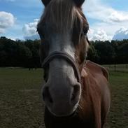 Anden særlig race junior